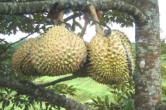 Durian Montong