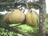 durian4.jpg