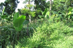 Rumah dan lahan petani